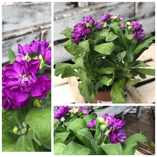Levkojen lila im Topf ~ Sommerblumen mit Charme ~ jetzt knospig/blühend~ besonders schön