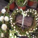 Türkranz ~ Herzdeko ca 25cm aus Wald-Moos und...