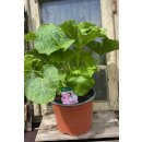 Stockrosen rosa gefüllt ~Alcea Chaters Pink ~ im...