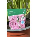 Stockrosen rosa gefüllt ~Alcea Chaters Pink ~ im...