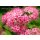 10x Zwergspiere Little Princess 20/30  im Topf  ~ Blütenreicher Bodendecker