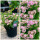Zwergspiere Spiraea Little Princess 20/30 im großen Topf  ~ Blütenreicher Bodendecker
