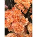 Vintage Edellnelken 10 Stk.~ kräftiges Peach ~...