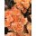 Vintage Edellnelken 10 Stk.~ kräftiges Peach ~ Frische Blumendeko