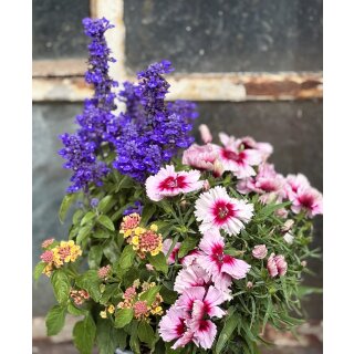 Raststätte für Bienen ~ Bunter Sommermix - im großen 3 Liter XL Topf , Drive in, jetzt knospig/blühend  Flowers