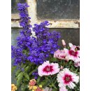 Raststätte für Bienen ~ Bunter Sommermix - im großen 3 Liter XL Topf , Drive in, jetzt knospig/blühend  Flowers