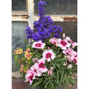 Raststätte für Bienen ~ Bunter Sommermix - im großen 3 Liter XL Topf , Drive in, jetzt knospig/blühend  Flowers