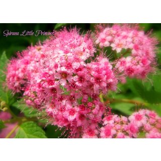 5x Spirea japonica Little Princess 20/30 ~ Blütenreicher Bodendecker