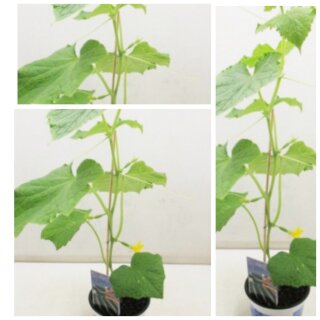 Veredelte Frühstücksgurken Mini Stars im Topf ~ Gurkenpflanze für den Eigenanbau ~ Gemüsegarten