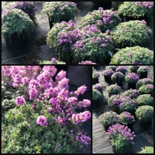 Woll-Thymian ~ im großen 3 Liter XL Topf ~ Bienenweide ~ Flowers ~ Staude für sonnige Plätze - Bodendecker Thymus