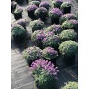 Woll-Thymian ~ im großen 3 Liter XL Topf ~ Bienenweide ~ Flowers ~ Staude für sonnige Plätze - Bodendecker Thymus
