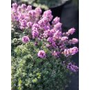 Woll-Thymian ~ im großen 3 Liter XL Topf ~ Bienenweide ~ Flowers ~ Staude für sonnige Plätze - Bodendecker Thymus