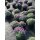 Woll-Thymian ~ im großen 3 Liter XL Topf ~ Bienenweide ~ Flowers ~ Staude für sonnige Plätze - Bodendecker Thymus