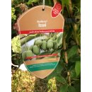 Mini Kiwi Issai - selbstfruchtend -extra Qualität...
