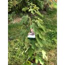 Mini Kiwi Issai - selbstfruchtend -extra Qualität...