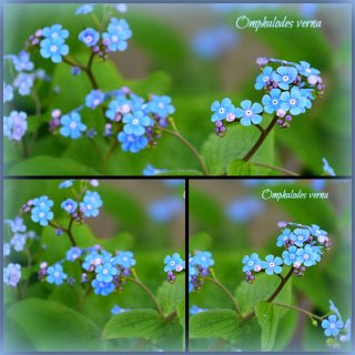 blaues Frühlings Gedenkemein-Omphalodes verna im Topf ~ Frühlingsblau...