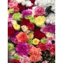 Vintage Edellnelken 10 Stk.~ Bunter Rainbow Mix  ~...