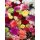 Vintage Edellnelken 10 Stk.~ Bunter Rainbow Mix  ~ Frische Blumendeko