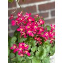 Herbststeinbrech - Oktoberle - leuchtend pink - jetzt...