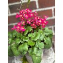 Herbststeinbrech - Oktoberle - leuchtend pink - jetzt...