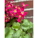 Herbststeinbrech - Oktoberle - leuchtend pink - jetzt knospig /blühend in Dekoqualität- für kurze Zeit ..zauberhafte Staude