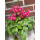 Herbststeinbrech - Oktoberle - leuchtend pink - jetzt knospig /blühend in Dekoqualität- für kurze Zeit ..zauberhafte Staude