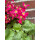 Herbststeinbrech - Oktoberle - leuchtend pink - jetzt knospig /blühend in Dekoqualität- für kurze Zeit ..zauberhafte Staude