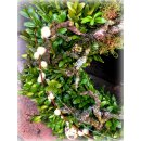 Türkranz Landlust ~ Frühligszauber ~ natürlich schön~ Kranz ca. 25cm