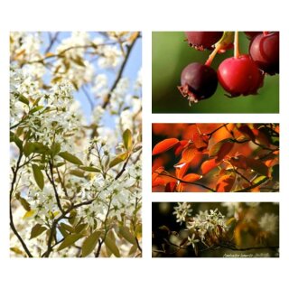 Amelanchier lamarckii im großen XL Topf ~Felsenbirne ~ Zier- Nutzwert für Biene & Vogel- heimisch