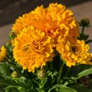 Mädchenauge ~Coreopsis gefüllte Blüte...