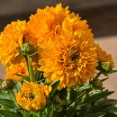 Mädchenauge ~Coreopsis gefüllte Blüte...