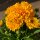 Mädchenauge ~Coreopsis gefüllte Blüte -jetzt knospig blühend ,  gelbe strahlende Stauden-Pracht