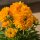 Mädchenauge ~Coreopsis gefüllte Blüte -jetzt knospig blühend ,  gelbe strahlende Stauden-Pracht