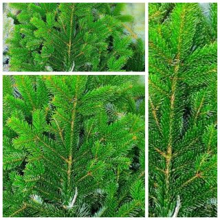 Normanntanne im ordentlichen Handbund~ frische Nordmanntanne für Winter-Advent-und Weihnachtsdeko