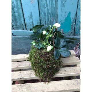 Christrose / Schneerose im Mooskleid - knospig/blühend~ Winterliche Deko ganz natürlich