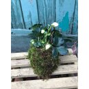 Christrose / Schneerose im Mooskleid -...