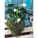 Christrose / Schneerose im Mooskleid -...