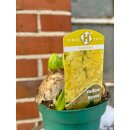 Trio Hyazinthe Yellow Stone gelb im Topf (3 Hyazinthen pro Topf ) jetzt knospig/blühend ~ Tolle Sonderfarbe mit extra Zwiebelsortierung