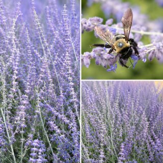 Perovskia abrantoides im 3 Liter XL Topf ~ Blauraute & Silberstrauch ~ Bees Love ~ bienenfreundlich, trockenheitsverträglicher Sommerblüher