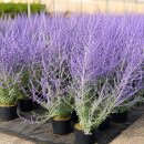 Perovskia abrantoides im 3 Liter XL Topf ~ Blauraute...