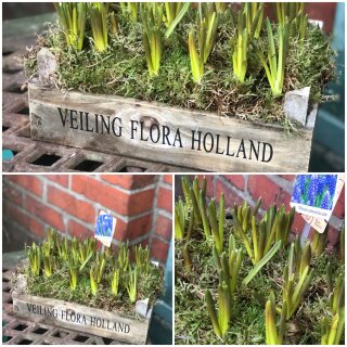Perlhyazinthen in Holzkiste "Flora "~ tolle Naturdeko mit Traubenhyazinthe und Moos .. Frühlingsdeko und Geschenkidee