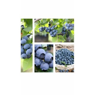 Heidelbeere Hortblue Petite -R- im Topf -40/60cm..tolle neue Sorte~ mit 2 Ernten pro Jahr