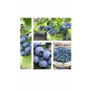 Heidelbeere Hortblue Petite -R- im Topf -40/60cm..tolle...