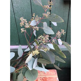 Frischer Eukalyptus Populus mit Beeren - attraktive Naturdeko ~ 1 Bund natürliche Deko für Vase, Kranz & Floristik-Ideen