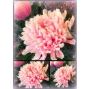 3 Stiele Deko-Chrysanthemen rosa/pink ~ frische...