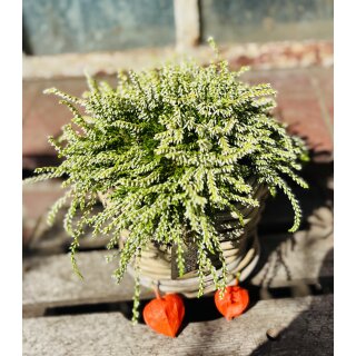 Heidezwerg weiß im großen Topf - jetzt knospig/blühend~ Calluna ~winterharte exklusive Herbstdeko