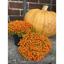 Korallenmoos ~ Nertera ~ Zauberhafte Herbstdeko