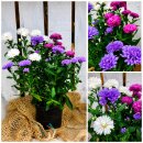 Aster Trio ~ Herbstaster novi-belgii in 3 Farben ~ jetzt...