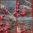 Herbstdeko mit 3 schönen Hagebuttenzweigen ~...