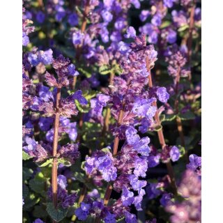 Katzenminze -Nepeta Cats Pajamas~ im kräftige Topf~ herrliches Blau .. Rosen-Staude & Bienenfreund